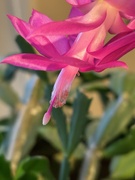 4th Apr 2024 - Easter cactus blooms