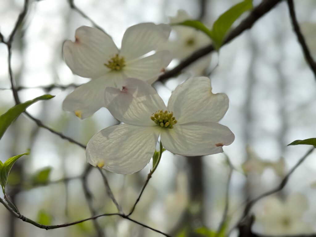 Dogwood Blooms by k9photo