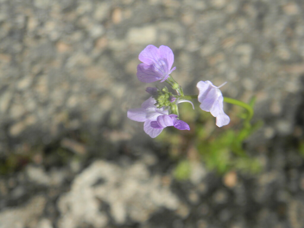 Purple Toadflax Flowers in Parking Lot  by sfeldphotos