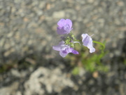 4th Apr 2024 - Purple Flowers in Parking Lot 