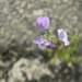 Purple Toadflax Flowers in Parking Lot  by sfeldphotos