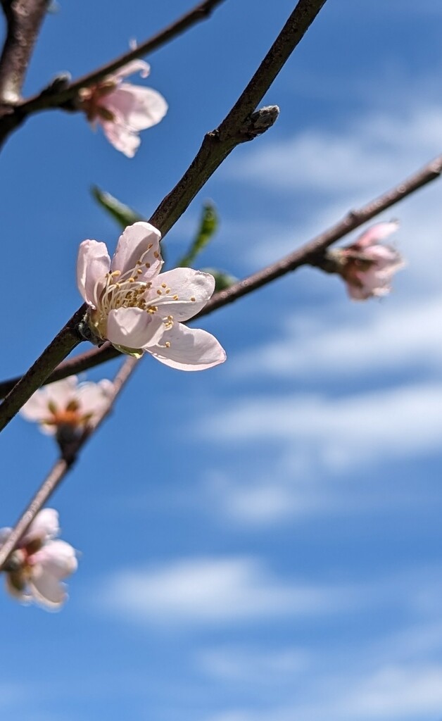  Blossoms of Peaches  by photohoot