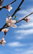 4th Apr 2024 -  Blossoms of Peaches 
