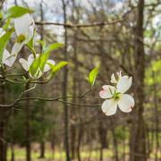4th Apr 2024 - Dogwood Blossom