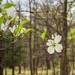 Dogwood Blossom by kvphoto