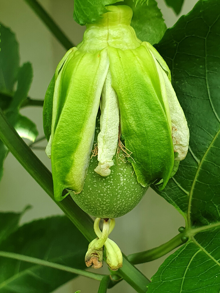 Passionfruit Emerging by onewing