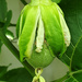Passionfruit Emerging