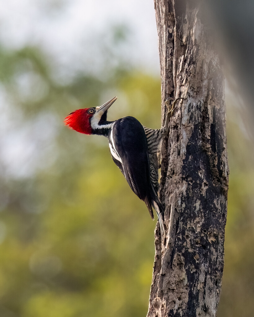Crimson-crested Woodpecker by nicoleweg