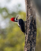 4th Apr 2024 - Crimson-crested Woodpecker