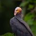 Yellow-headed Vulture by nicoleweg
