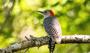 4th Apr 2024 - Red Bellied Woodpecker!