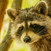 Raccoon Coming Out of it's Tree! by rickster549