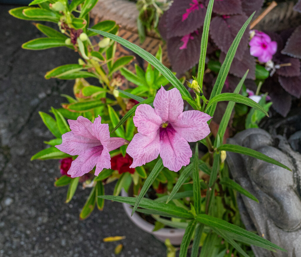 Pink flowers. by ianjb21