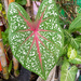 Red, White and Green Leaf