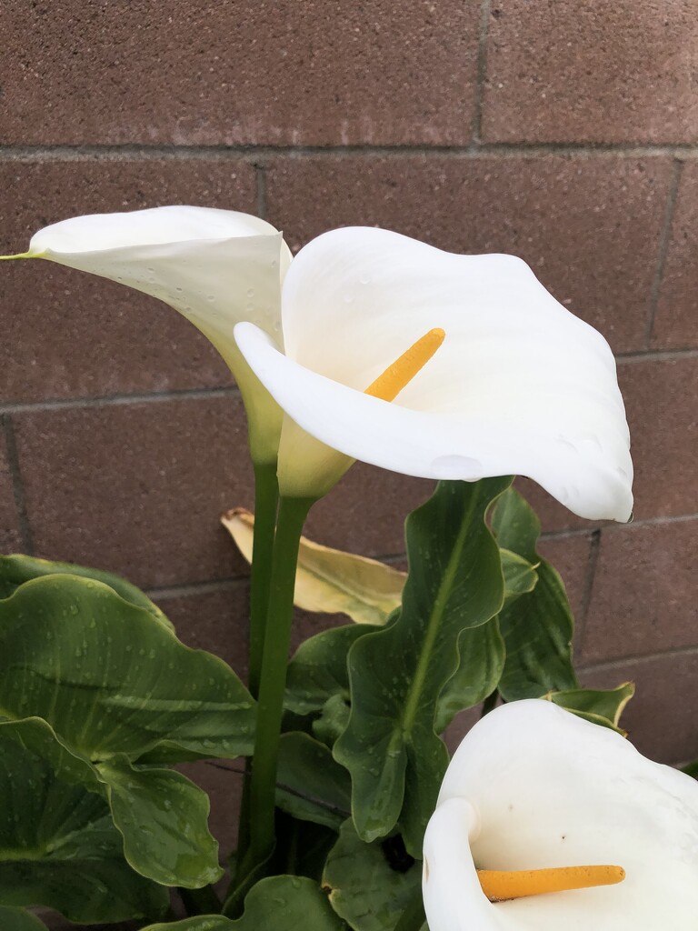 Calla lilies by loweygrace