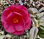 4th Apr 2024 - Camellia