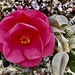 Camellia by jgcapizzi