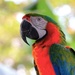 Catalina Macaw by lynnz
