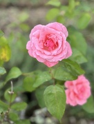 5th Apr 2024 - Rose