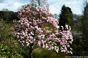 5th Apr 2024 - Magnolia tree
