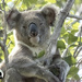 Valentine by koalagardens