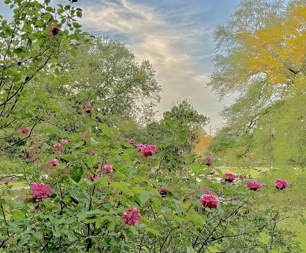 Dreamlike Spring scene with roses at Hampton Park by congaree