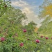 Dreamlike Spring scene with roses at Hampton Park
