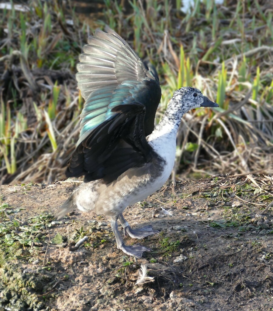 South American comb duck (female) by cam365pix