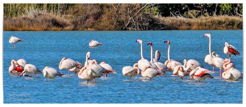 Greater Flamingoes,Kos by carolmw