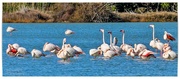 5th Apr 2024 - Greater Flamingoes,Kos