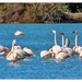 Greater Flamingoes,Kos
