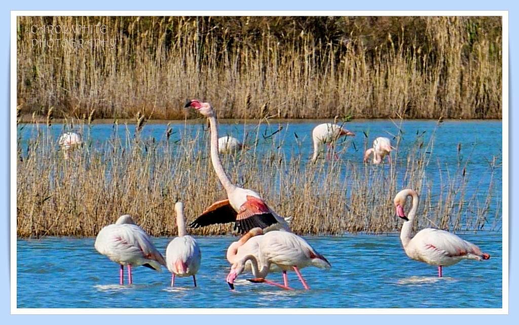 Greater Flamingoes 2 ,Kos by carolmw