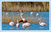 5th Apr 2024 - Greater Flamingoes 2 ,Kos