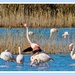 Greater Flamingoes 2 ,Kos