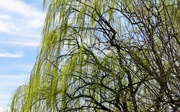 5th Apr 2024 - Weeping willow