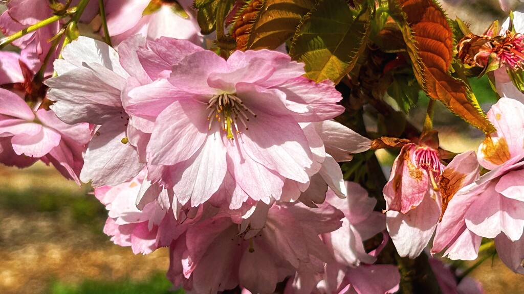 Blossom by carole_sandford