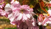 5th Apr 2024 - Blossom