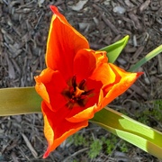 5th Apr 2024 - New tulip opening
