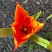 New tulip opening by shutterbug49