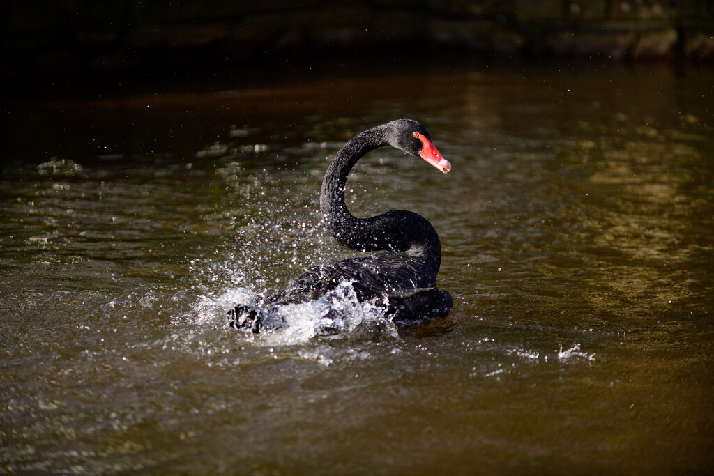 Black Swan by whdarcyblueyondercouk