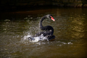 6th Mar 2024 - Black Swan