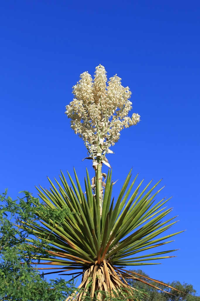 yucca bloom by blueberry1222