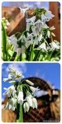 5th Apr 2024 - Three-cornered garlic 