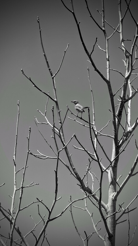 Mocking Bird by photohoot