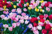 4th Apr 2024 - tulips