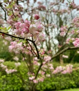 5th Apr 2024 - Blossom