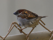 5th Apr 2024 - male house sparrow 