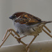 male house sparrow 