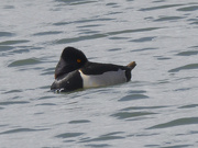 5th Apr 2024 - Ring-necked duck
