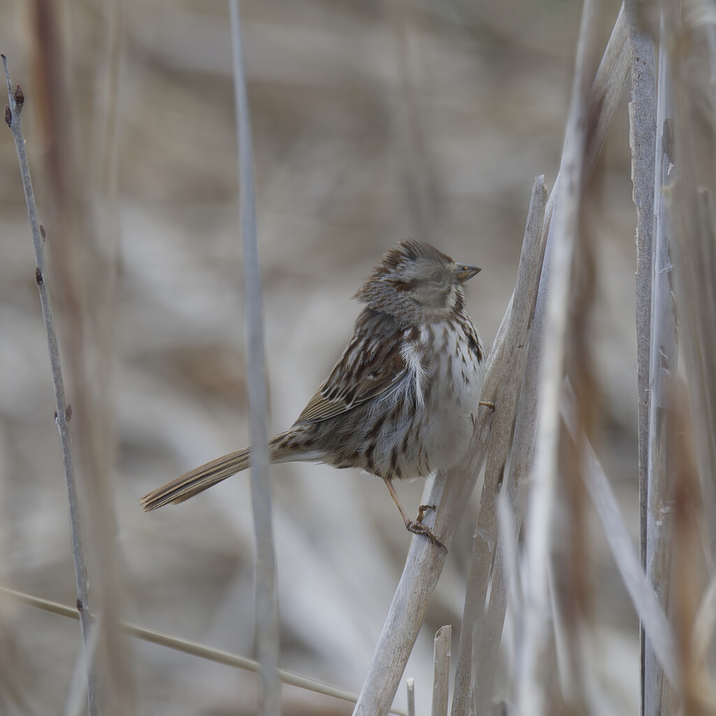 song sparrow by rminer